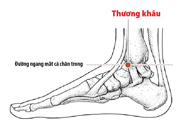 Huyệt Thương Khâu là gì? Huyệt Thương Khâu nằm ở đâu?