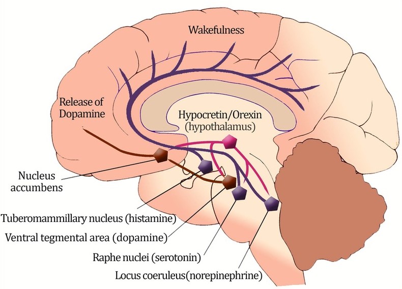 Hypocretin là gì? Hypocretin có ảnh hưởng gì đến giấc ngủ? 1