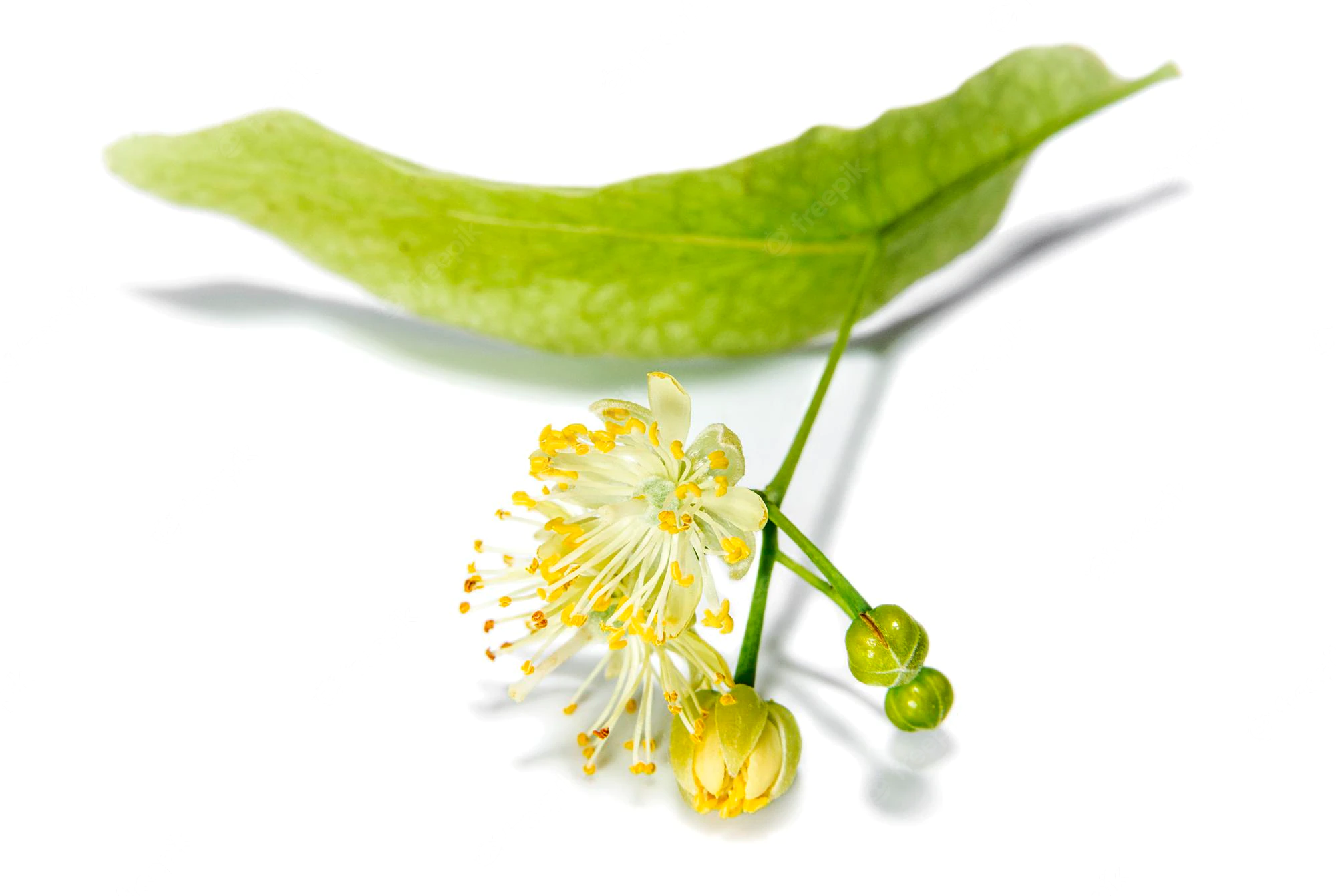 Linden Inflorescence (cây Đoan)