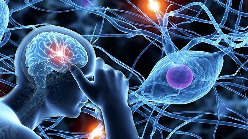 kham-pha-bi-an-nao-bo-phan-nao-cua-bo-nao-kiem-soat-cam-xuc 1