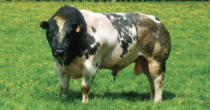 Khám phá công nghệ tế bào và ứng dụng thực tiễn 6