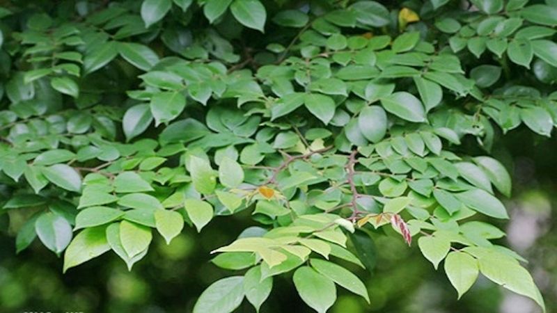 Chiết xuất lá khế chứa nhiều hợp chất thực vật như polyphenol, flavonoid, tannin và saponin