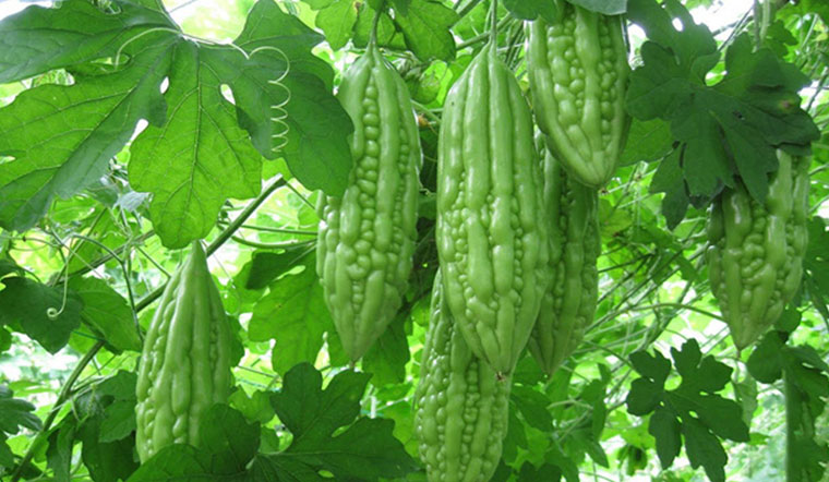 Khổ qua ăn sống được không? Lợi ích dinh dưỡng từ khổ qua 1