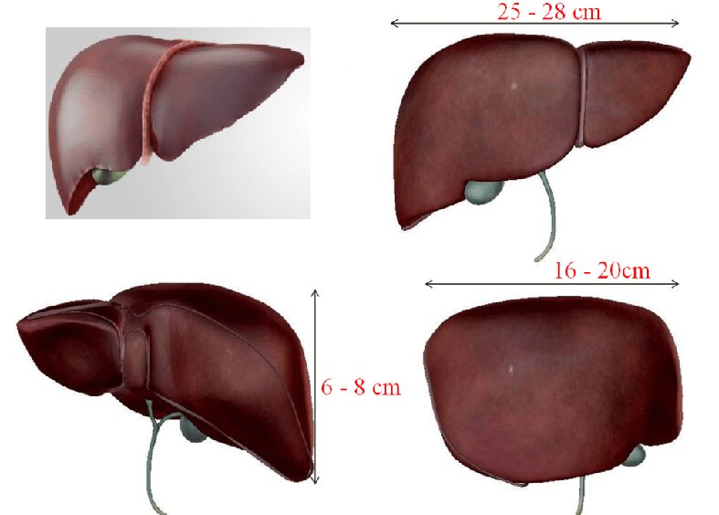 kich-thuoc-gan-binh-thuong-tren-sieu-am-la-bao-nhieu 2.jpg