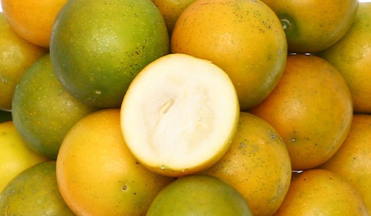 Trái kim quất là loại quả thuộc họ cam chanh, có kích thước nhỏ, lớp vỏ mỏng màu vàng cam nổi bật khi chín