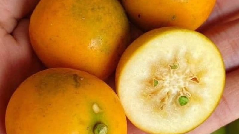 Nhờ thành phần dinh dưỡng đa dạng, trái kim quất mang lại nhiều lợi ích cho cơ thể