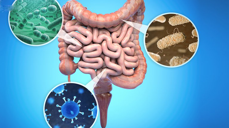 Kiwi vàng có tác dụng gì? Kiwi vàng hay xanh tốt hơn? 5