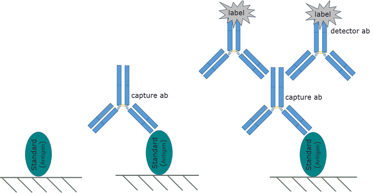 Kỹ thuật ELISA và những điều cần biết 1