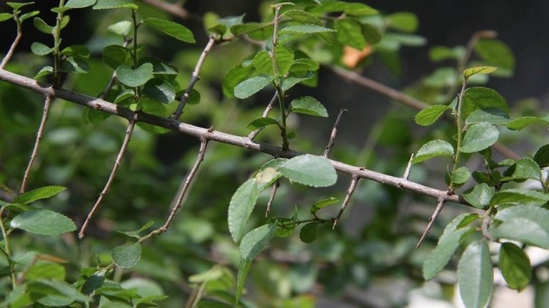 Tham khảo phương pháp dùng lá canh châu chữa thủy đậu 3