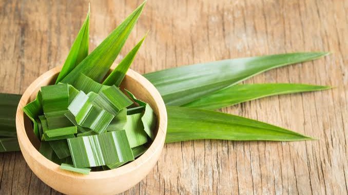 Lá dứa nếp còn được gọi là lá dứa, lá nếp,...