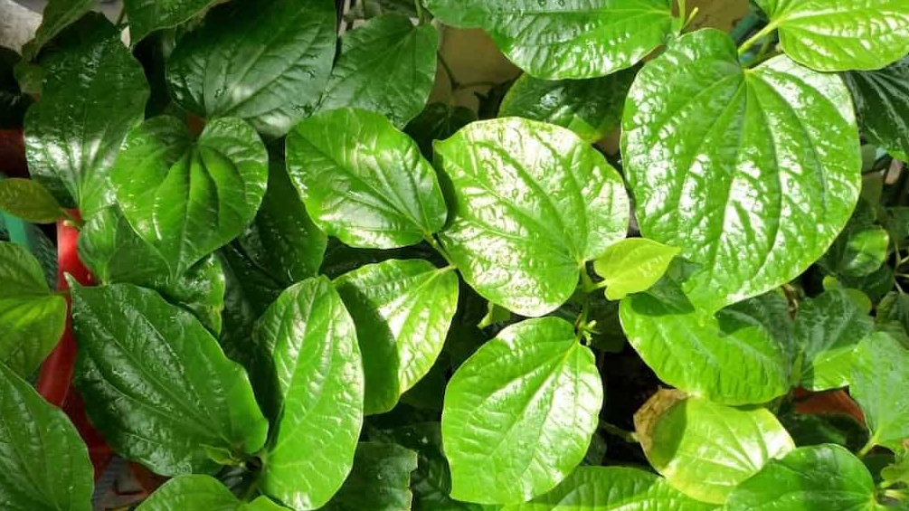 Lá lốt ăn sống được không? Một số lưu ý khi ăn lá lốt 1