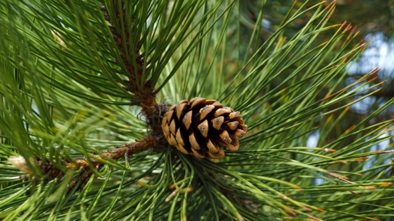 Lá thông kim thải độc và các tác dụng bất ngờ khác 1