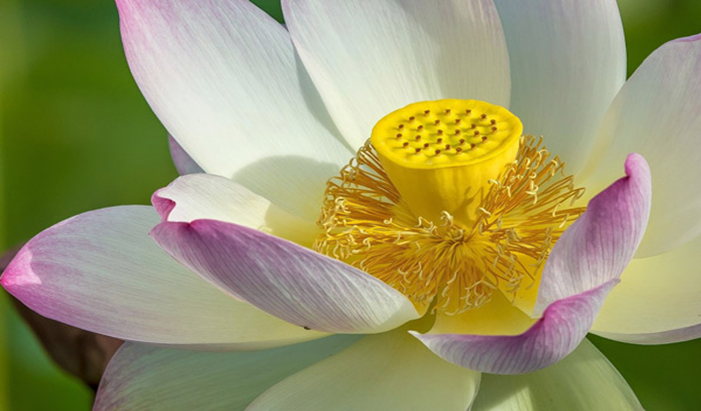 Liên tu là tên gọi dược liệu của nhị sen