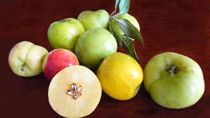 Liệu có chữa gan nhiễm mỡ bằng táo mèo được không? 2