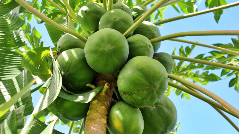 Liệu rằng ăn đu đủ hạ đường huyết không? 2