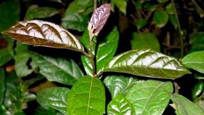 Uống lá xạ đen tươi hay khô thì mới tốt​? Cần lưu ý gì khi uống lá xạ đen? 1