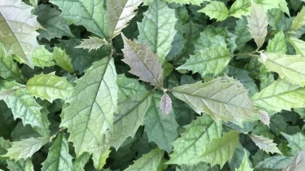 Uống lá xạ đen tươi hay khô thì mới tốt​? Cần lưu ý gì khi uống lá xạ đen? 2