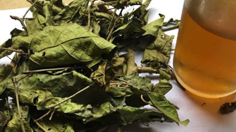 Uống lá xạ đen tươi hay khô thì mới tốt​? Cần lưu ý gì khi uống lá xạ đen? 3