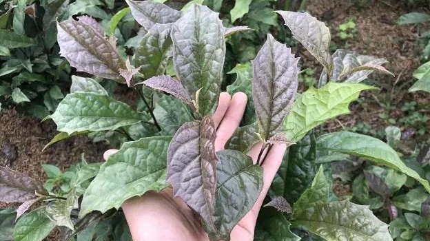 Uống lá xạ đen tươi hay khô thì mới tốt​? Cần lưu ý gì khi uống lá xạ đen? 4