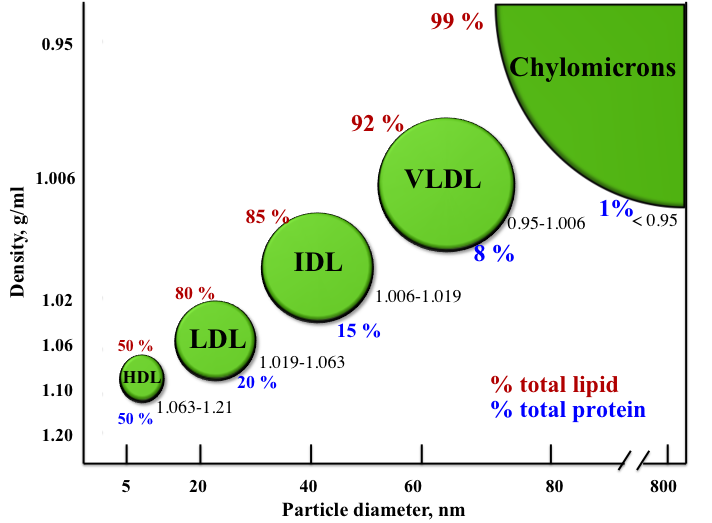 Lipoprotein: Chìa khóa cho sức khỏe tim mạch 2