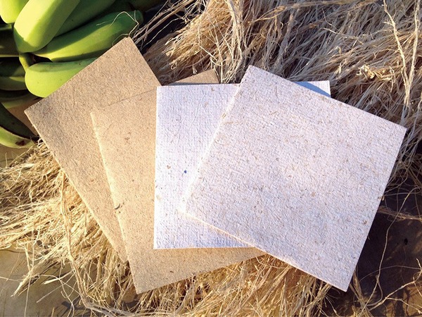 lo-an-giay-co-sao-khong-an-giay-co-tieu-hoa-duoc-khong 1.jpg