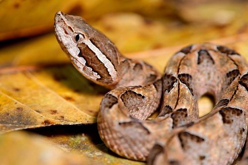 Loài rắn nào độc nhất Việt Nam và được mệnh danh là mìn sống? 2