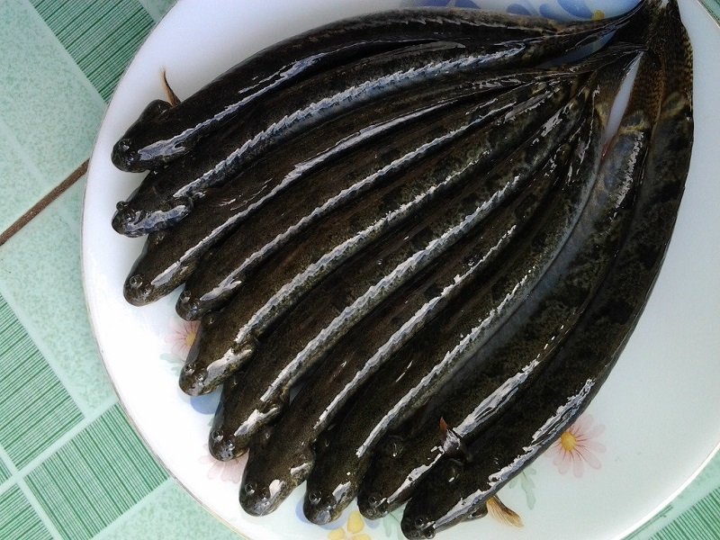 Lợi ích không ngờ khi ăn cá kèo 1