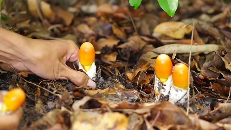 loi-ich-suc-khoe-cua-nam-trung-ga 1.jpg