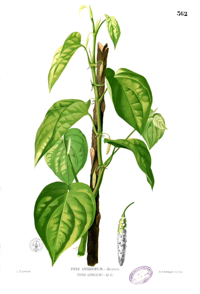 long pepper
