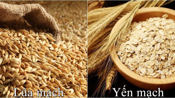 Lúa mì và lúa mạch có giống nhau không? Những lưu ý khi sử dụng để bảo vệ sức khỏe 2