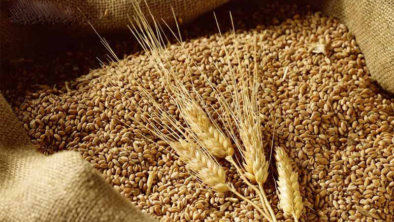 Lúa mì và lúa mạch có giống nhau không? Những lưu ý khi sử dụng để bảo vệ sức khỏe 1