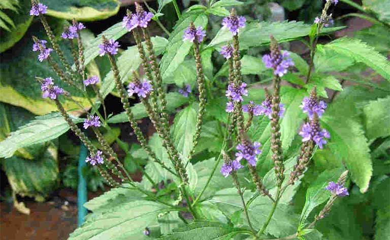 Cây mã tiền thảo: Vị thảo dược với nhiều&nbsp;công dụng 1.jpg