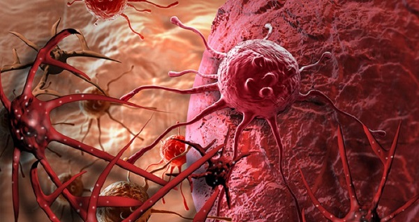 Cây mã tiền thảo: Vị thảo dược với nhiều&nbsp;công dụng 4.jpg