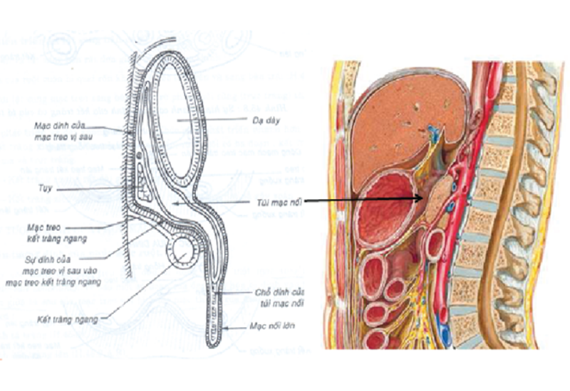 mac-noi-lon-dac-tinh-chuc-nang-ma-nhung-benh-ly-lien-quan 1.png