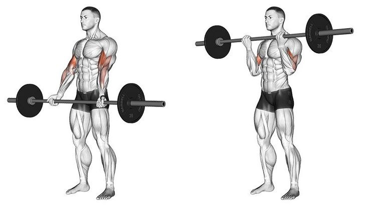 Mách bạn các bài tập cơ tay trước (biceps) dễ thực hiện và hiệu quả cao 2