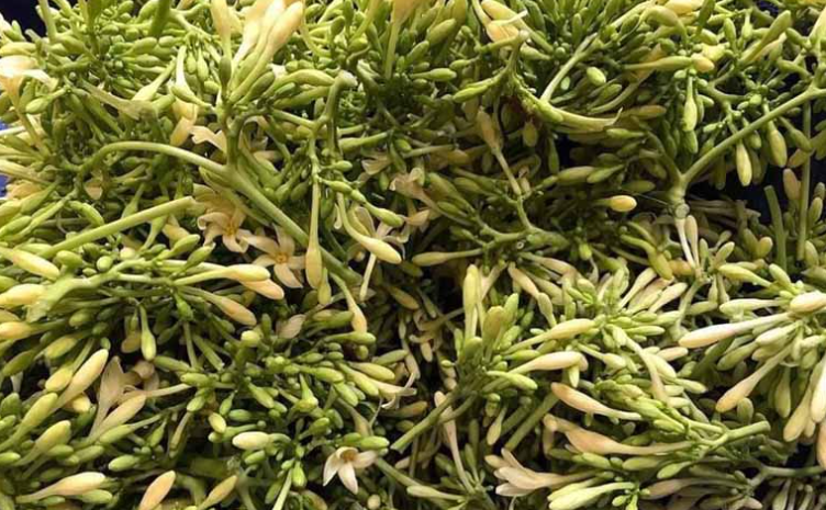 Mách bạn cách chữa sỏi thận bằng đu đủ xanh hiệu quả không phải ai cũng biết 1