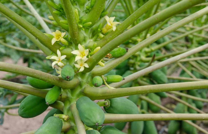 Mách bạn cách chữa sỏi thận bằng đu đủ xanh hiệu quả không phải ai cũng biết 2