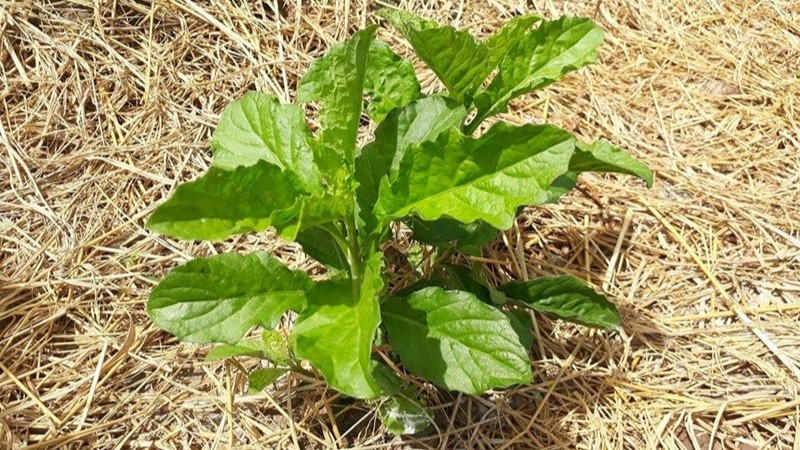 Mách bạn cách dùng cây cải trời chữa bướu cổ-1