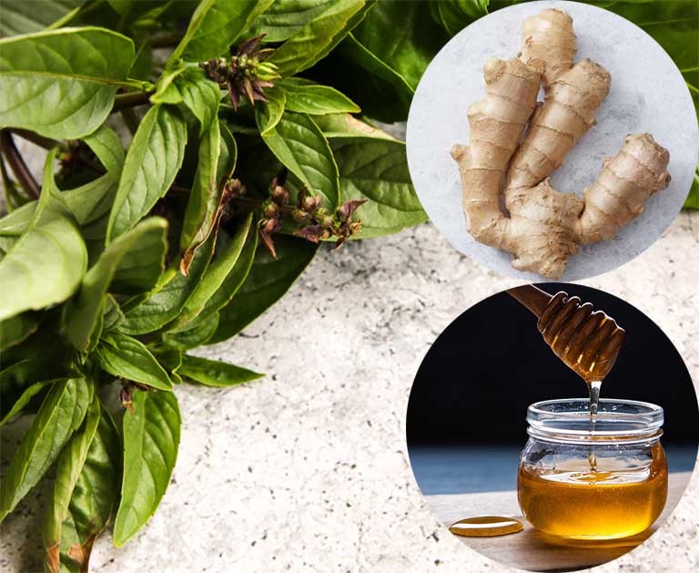 Mách bạn cách sử dụng rau húng quế hạ sốt tại nhà, an toàn, hiệu quả 2