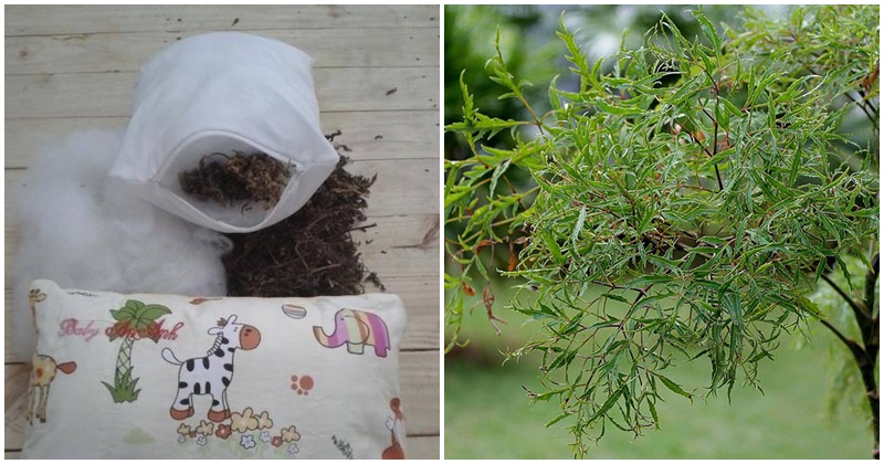 Mách mẹ các mẹo dân gian giúp trẻ ngủ sâu giấc 4