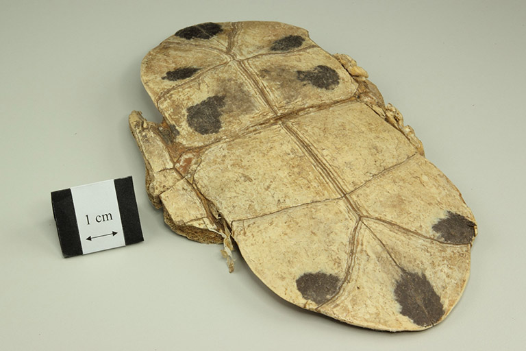 Qui giáp và qui bản 1