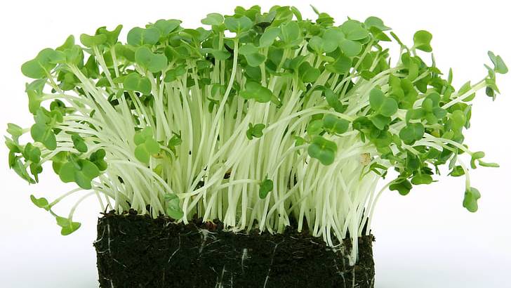 Mầm bông cải xanh​ là gì? Công dụng và những điều cần biết 1