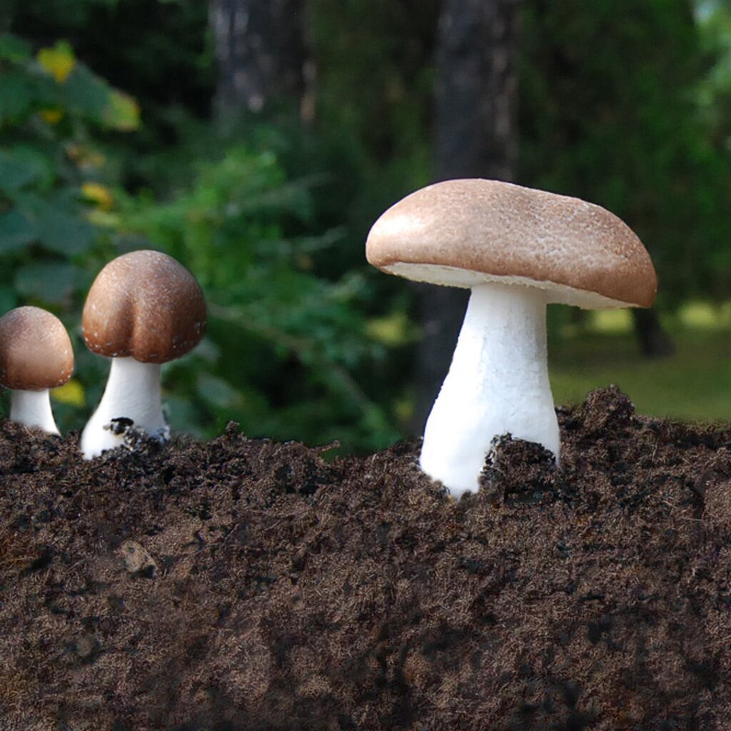 Agaricus 1