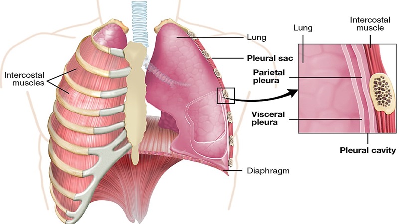 Màng phổi: Cấu tạo, chức năng và các bệnh lý thường gặp 4