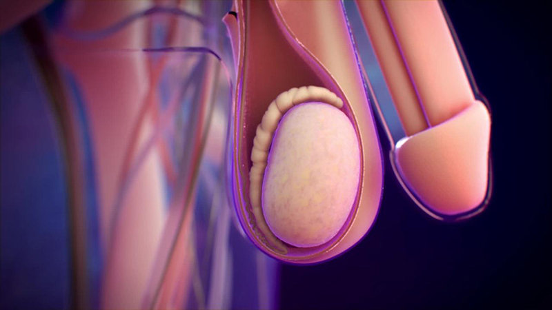 Mào tinh hoàn là gì? Các bệnh lý thường gặp ở mào tinh hoàn 1