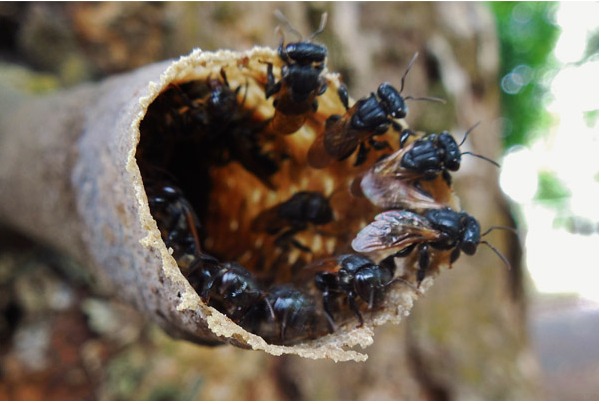 Mật ong dú có tốt cho sức khỏe hay không? 1