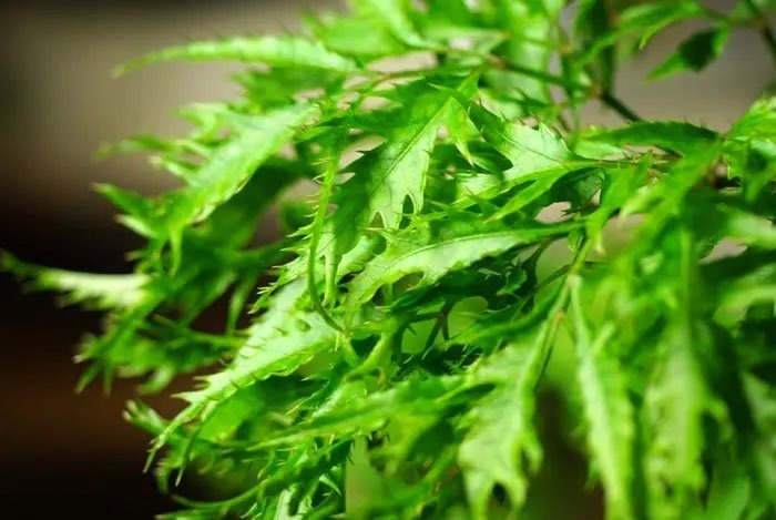 Mẹ bầu ăn lá đinh lăng được không: Lợi hay hại? 1