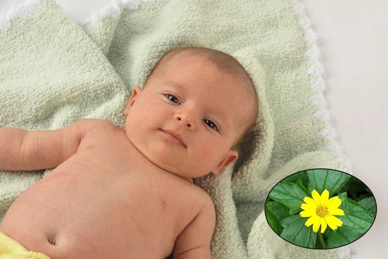 Có nên tắm lá sài đất cho trẻ sơ sinh là thắc mắc của nhiều người ă