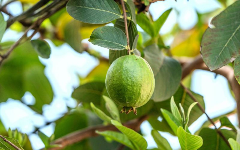 Nước lá ổi non là một trong những mẹo chữa đau bụng đi ngoài cho bà bầu tại nhà