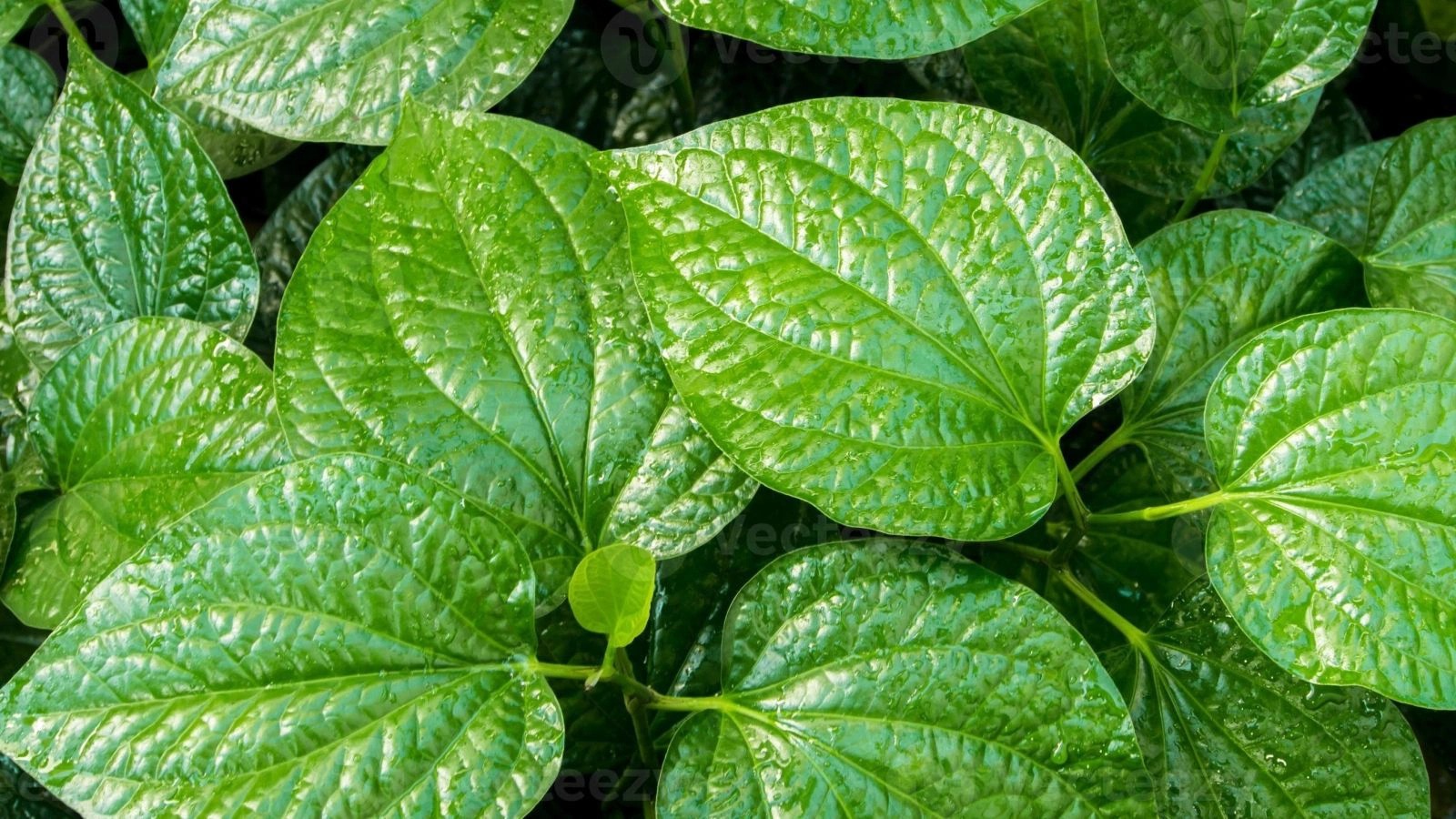 Mẹo dân gian chữa đau vai gáy cực hiệu quả 2